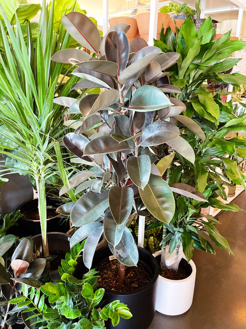 Plant Rental