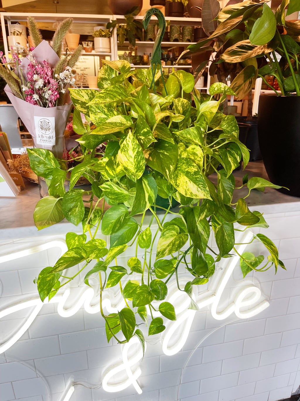 home depot golden pothos Pothos Golden – Jungle & Loom