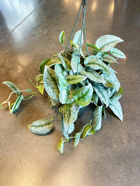 Scindapsus Exotica