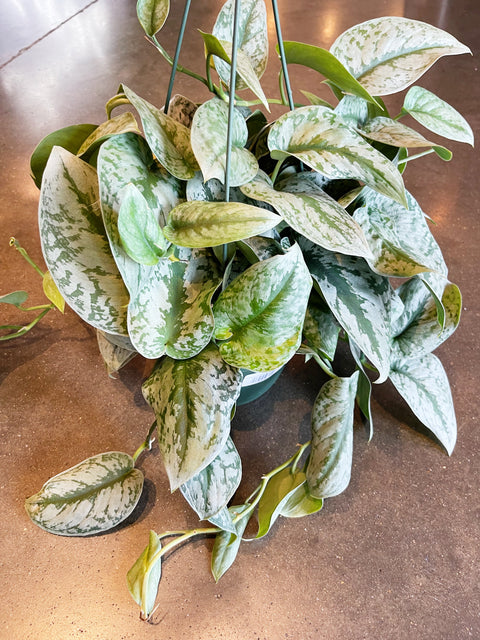 Scindapsus Exotica