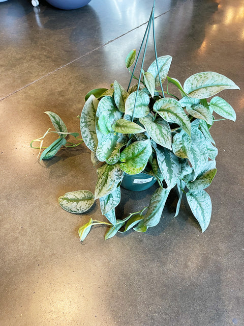 Scindapsus Exotica