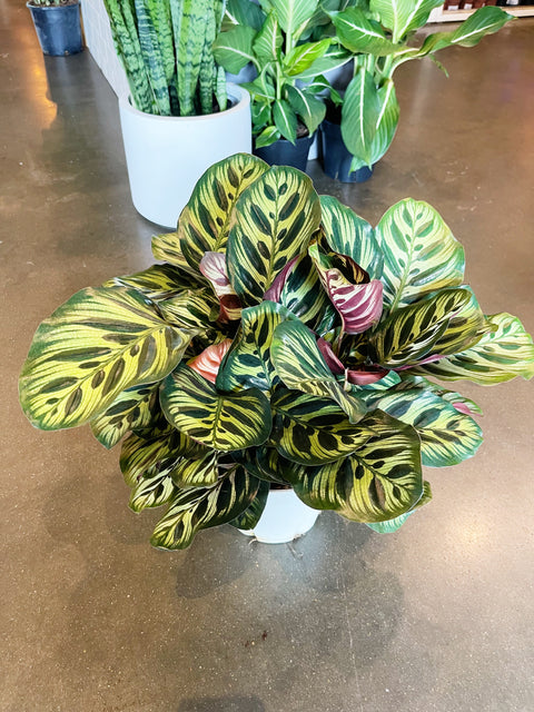 Calathea Makoyana