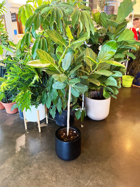 Ficus Audrey