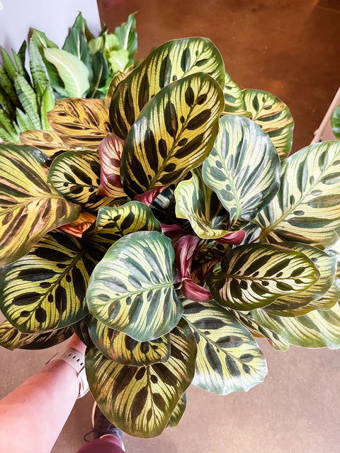 Calathea Makoyana