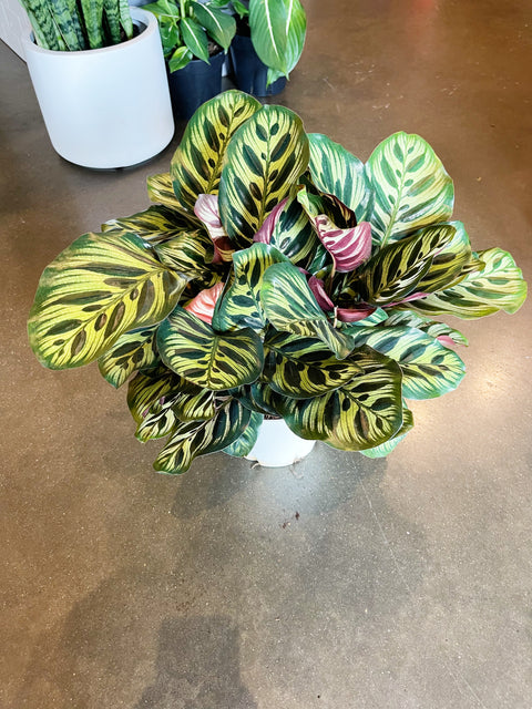 Calathea Makoyana