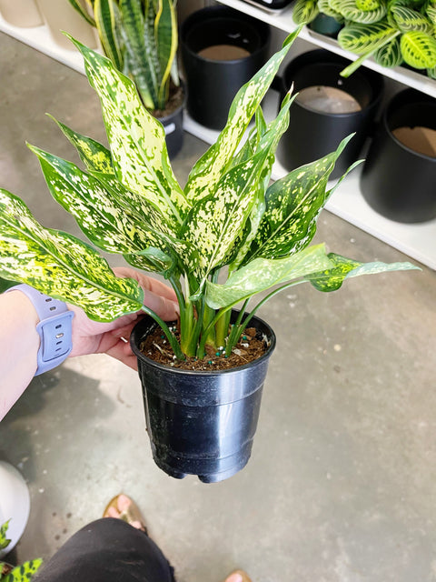 Aglaonema Spring Snow