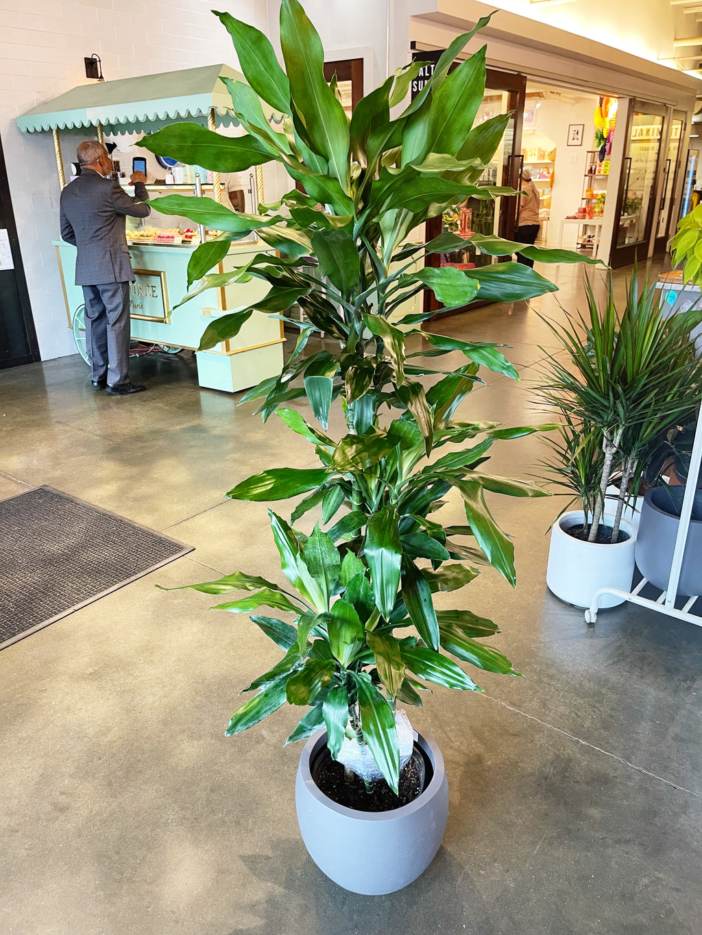 Dracaena Lind Cane  Jungle & Loom