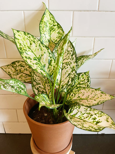 Aglaonema Pink Princess Etta Rose