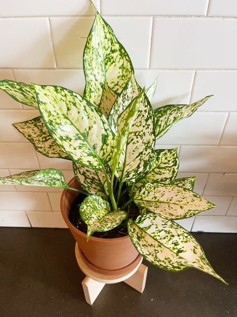 Aglaonema Pink Princess Etta Rose