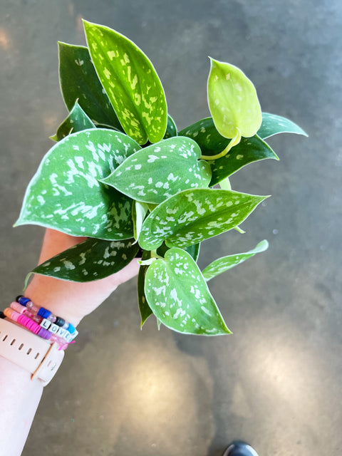 Scindapsus Picta Silver Ann