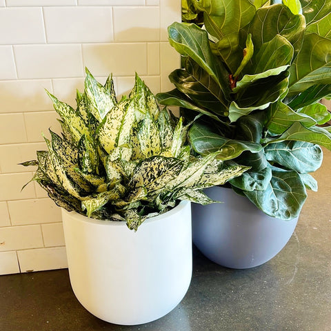 Aglaonema Spring Snow