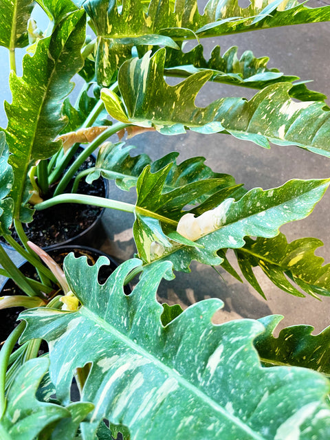 Philodendron Ring of Fire