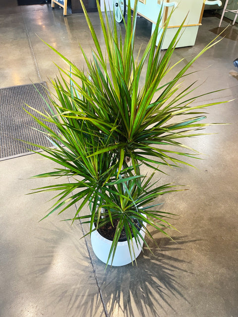 Dracaena Marginata Cane