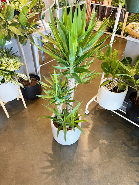 Yucca Cane