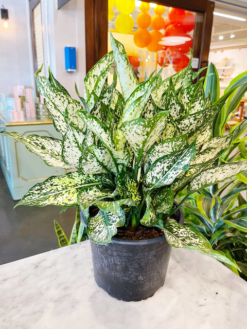 Aglaonema Spring Snow