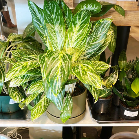 Aglaonema Golden Madonna