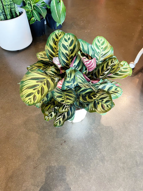 Calathea Makoyana