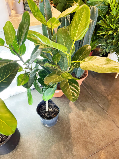 Ficus Audrey