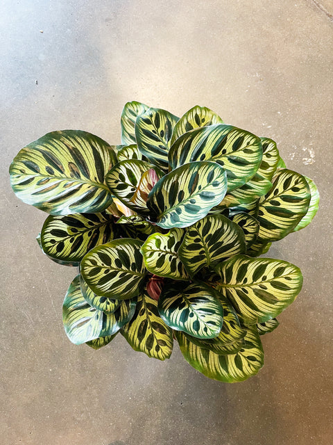 Calathea Makoyana
