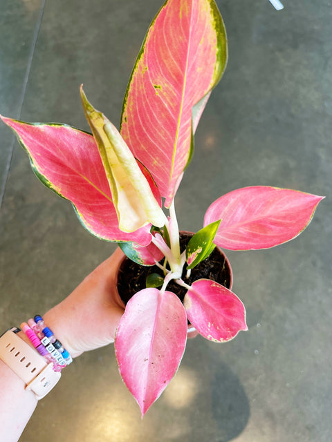 Aglaonema Pink Pearl