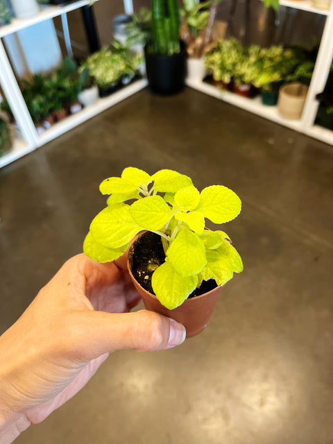 Assorted Tropicals