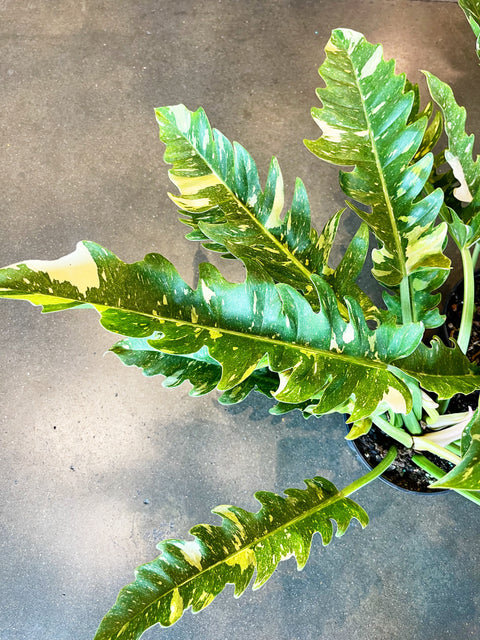 Philodendron Ring of Fire