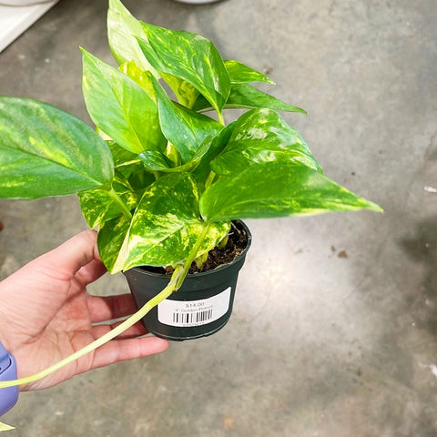 Pothos Golden