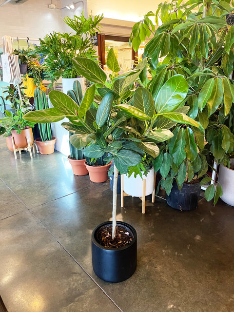 Ficus Audrey
