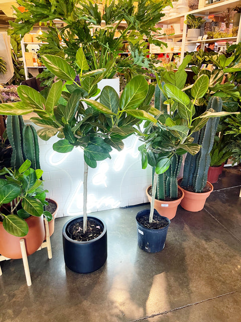 Ficus Audrey
