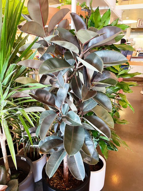 Ficus Elastica Burgundy