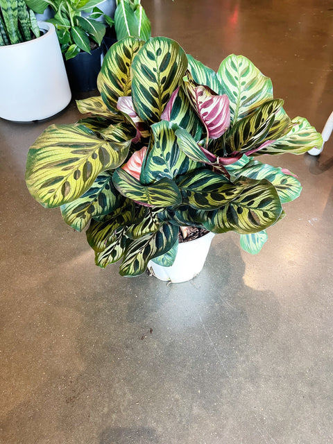 Calathea Makoyana