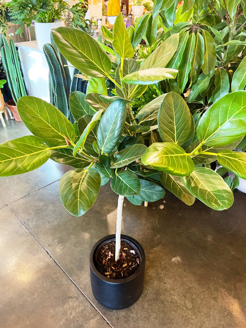 Ficus Audrey