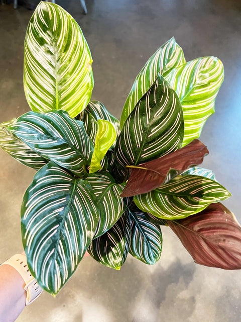 Calathea Ornata