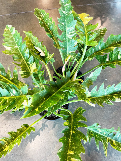 Philodendron Ring of Fire