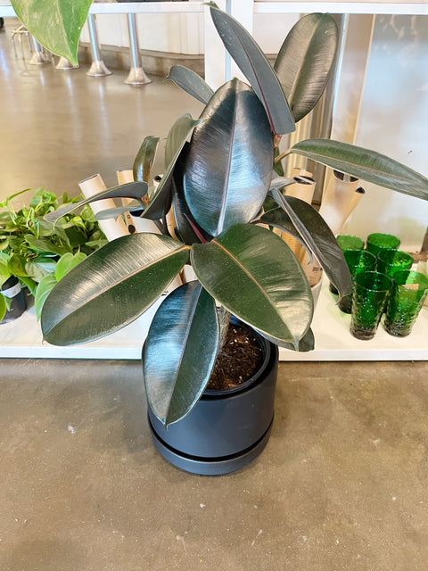 Ficus Elastica Burgundy