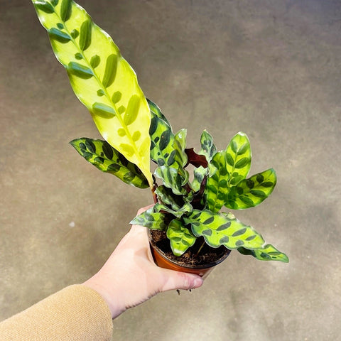 Calathea Lancifolia