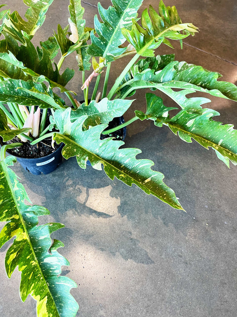 Philodendron Ring of Fire