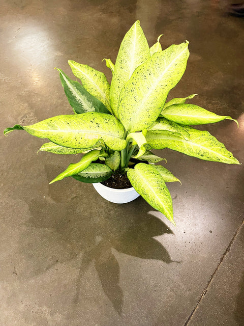 Dieffenbachia Camouflage