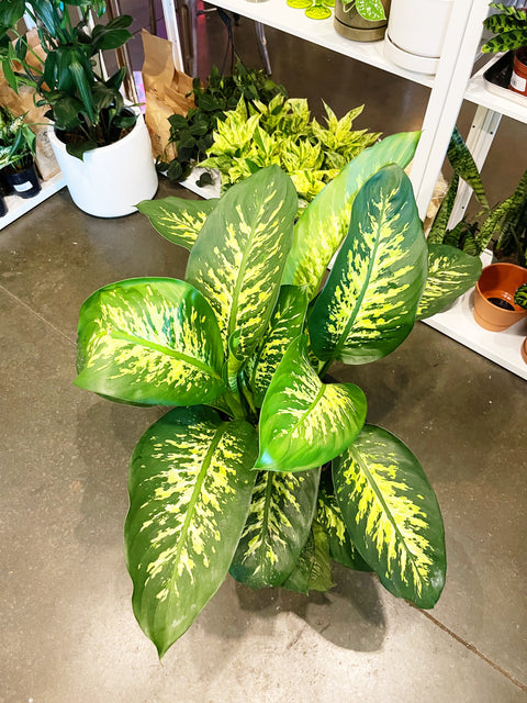 Dieffenbachia Tropic Snow