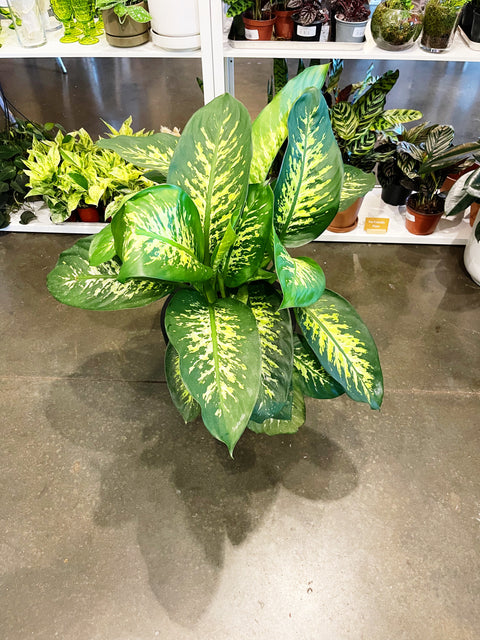 Dieffenbachia Tropic Snow