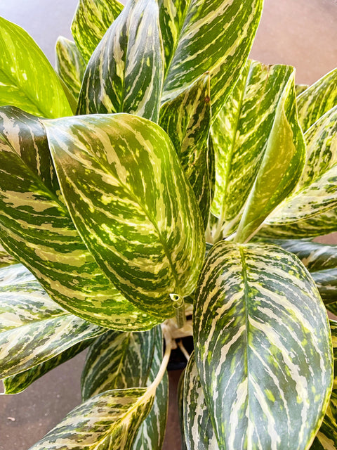 Aglaonema Golden Madonna