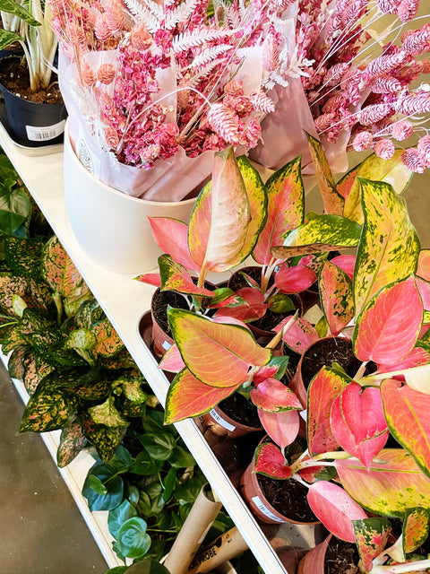 Aglaonema Pink Pearl