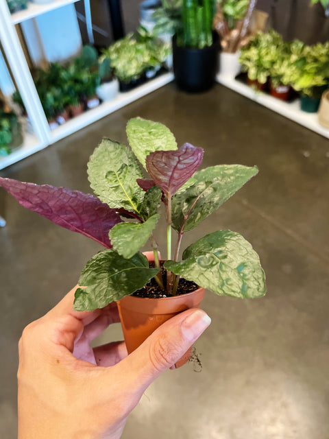 Assorted Tropicals