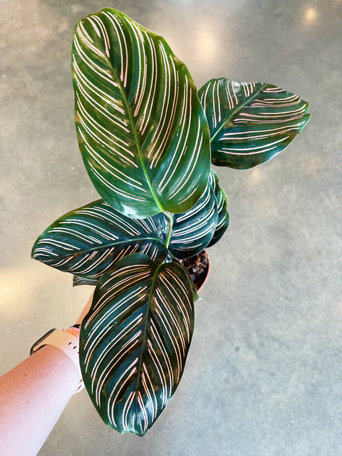 Calathea Ornata