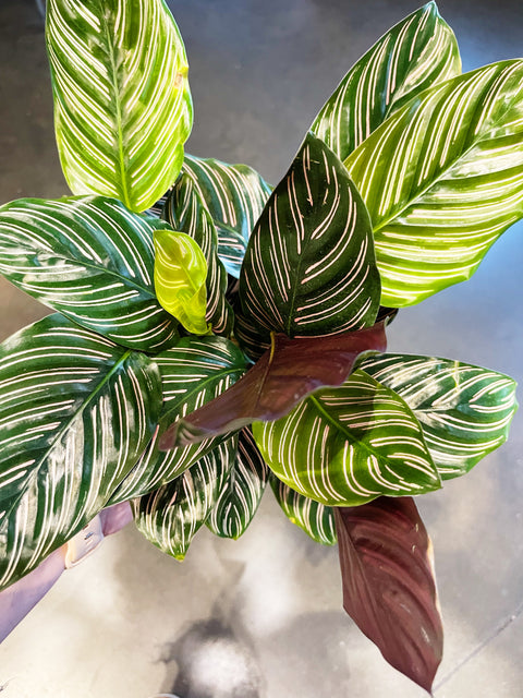 Calathea Ornata