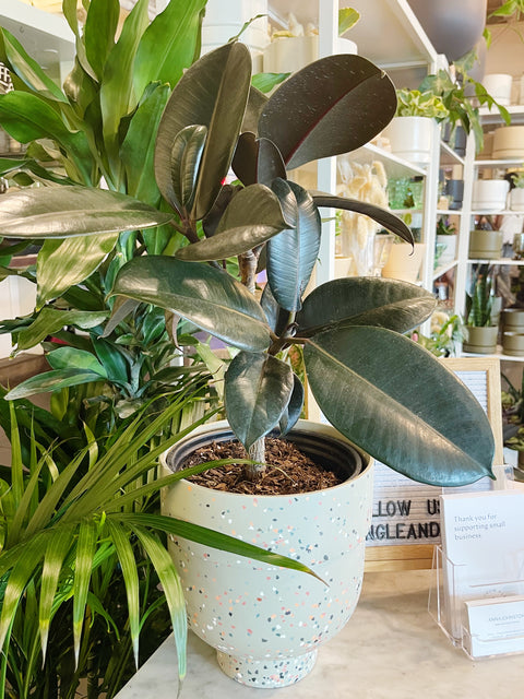 Ficus Elastica Burgundy