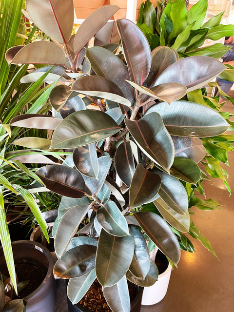 Ficus Elastica Burgundy