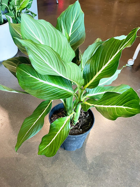 Dieffenbachia Sterling