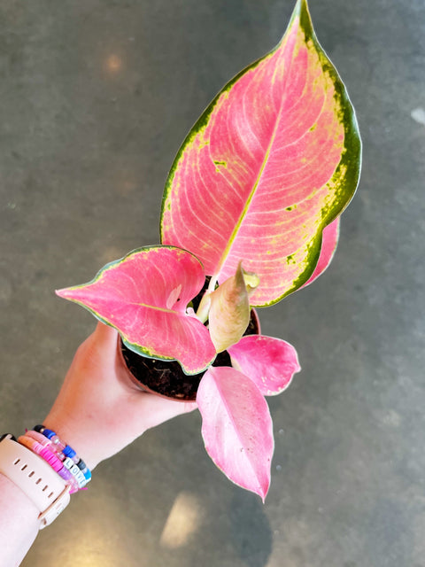 Aglaonema Pink Pearl