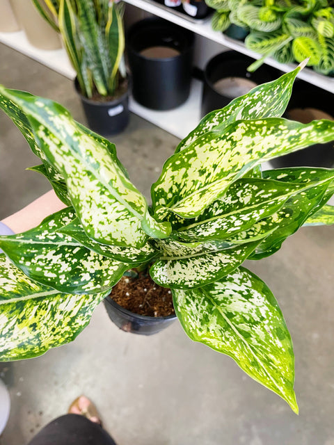 Aglaonema Spring Snow